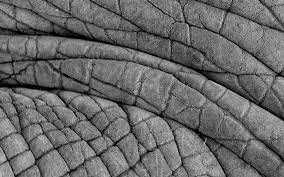 The Anatomy of an Elephant - Elephant Skin! | HERD