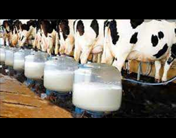 Zim milk production set to increase 12% in 2024