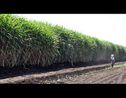 Hippo Valley Reports 15% Rise in Cane Supply Despi...