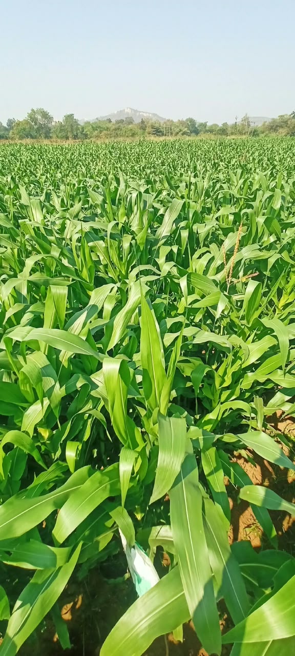 Pfumvudza Programme Targets 16 Million Plots as Government Prepares for El Niño.