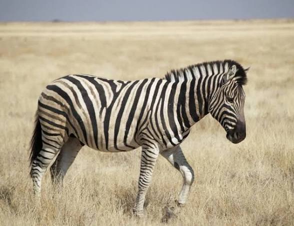 Beitbridge Poacher Jailed 10 Months for Killing US$3k Zebra